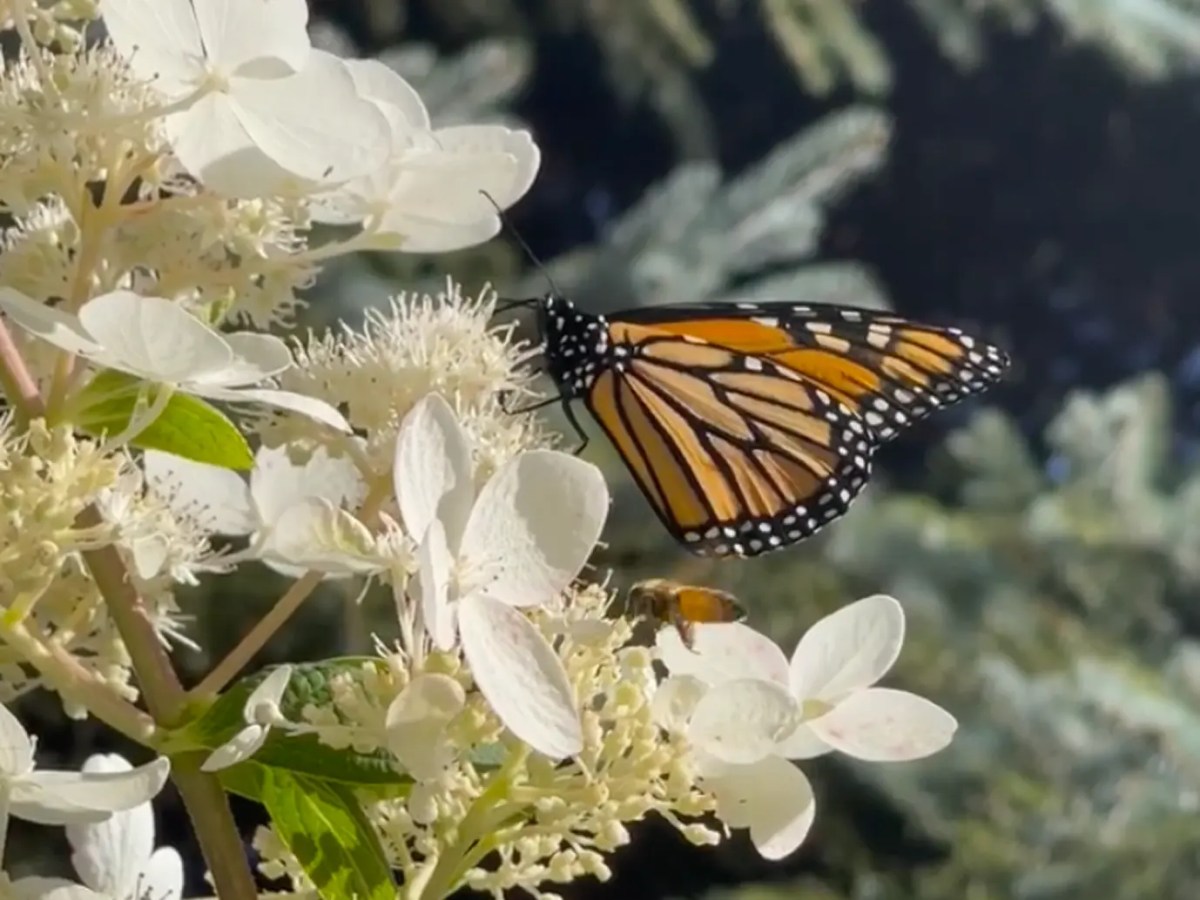 Alternative Funerals